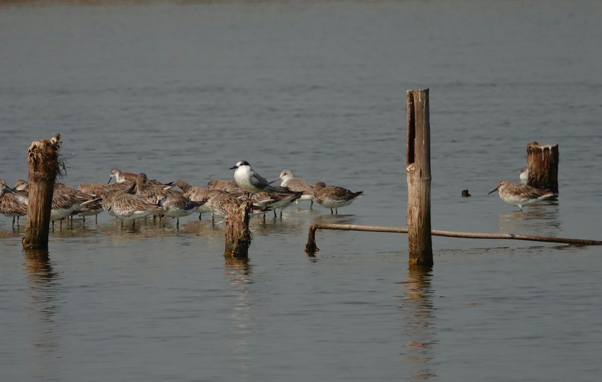 Nordmann's Greenshank