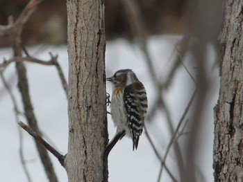 Japanese Pygmy Woodpecker(seebohmi) Tomakomai Experimental Forest Sun, 3/8/2020