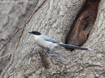 Azure-winged Magpie Shinjuku Gyoen National Garden Unknown Date