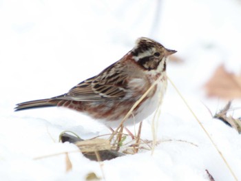 Rustic Bunting Shinjuku Gyoen National Garden Unknown Date