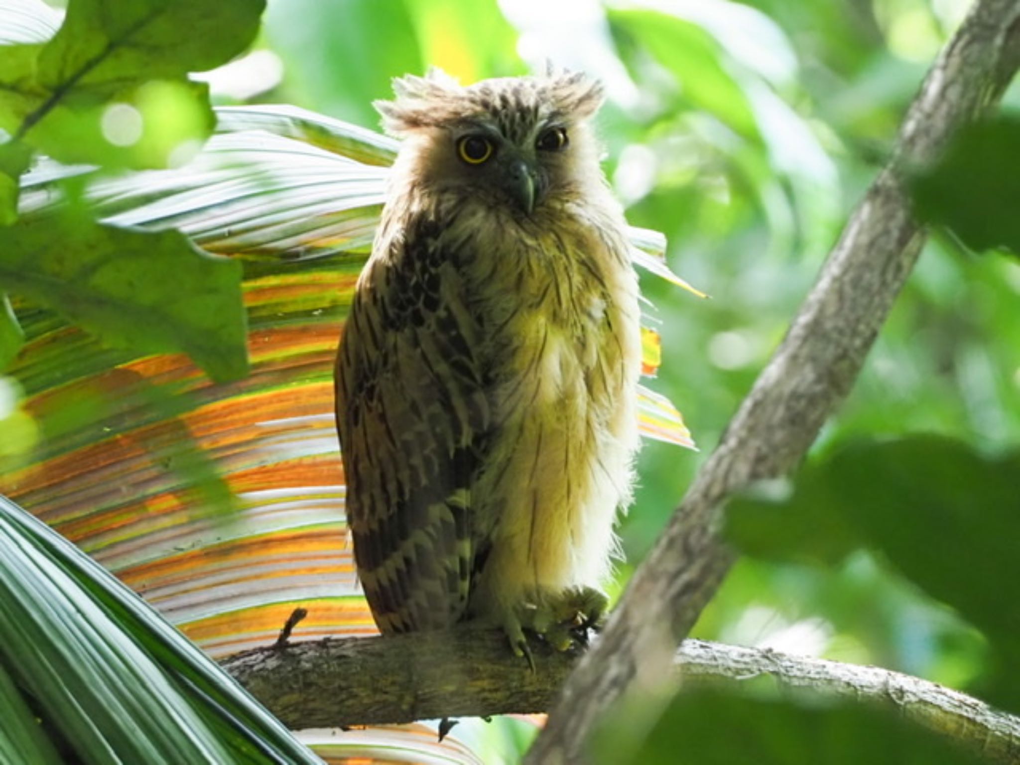 Photo of Buffy Fish Owl at Singapore Botanic Gardens by T K