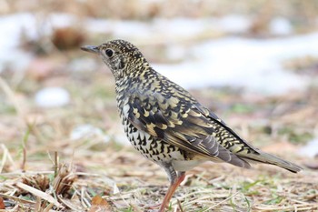 White's Thrush Shinjuku Gyoen National Garden Unknown Date