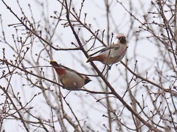 Sun, 3/8/2020 Birding report at 兵庫県稲美町