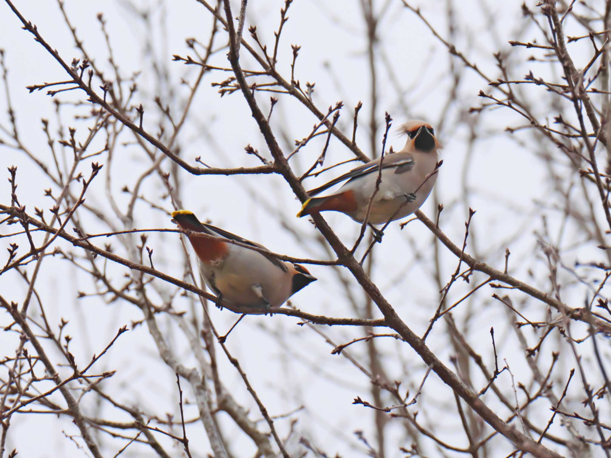 Bohemian Waxwing