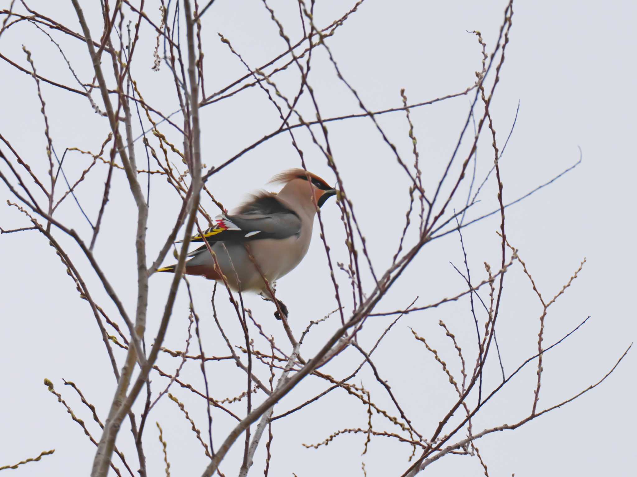 Bohemian Waxwing