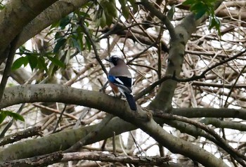 Eurasian Jay 見沼 Sun, 3/8/2020