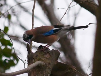 Eurasian Jay 見沼 Sun, 3/8/2020