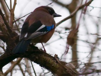 Eurasian Jay 見沼 Sun, 3/8/2020