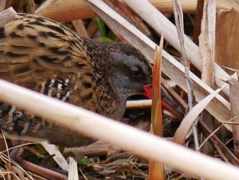 Brown-cheeked Rail 見沼 Sun, 3/8/2020