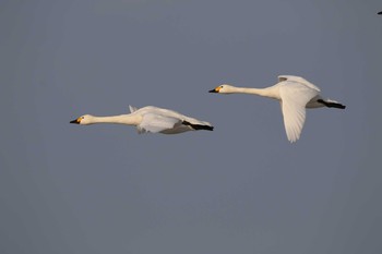 Sun, 3/8/2020 Birding report at 北海道　七飯町　大沼公園