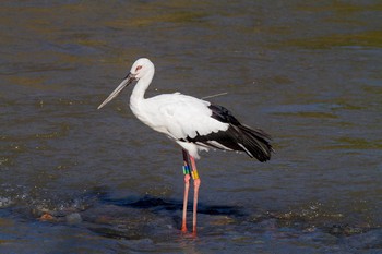 コウノトリ 境川遊水池 2014年10月16日(木)