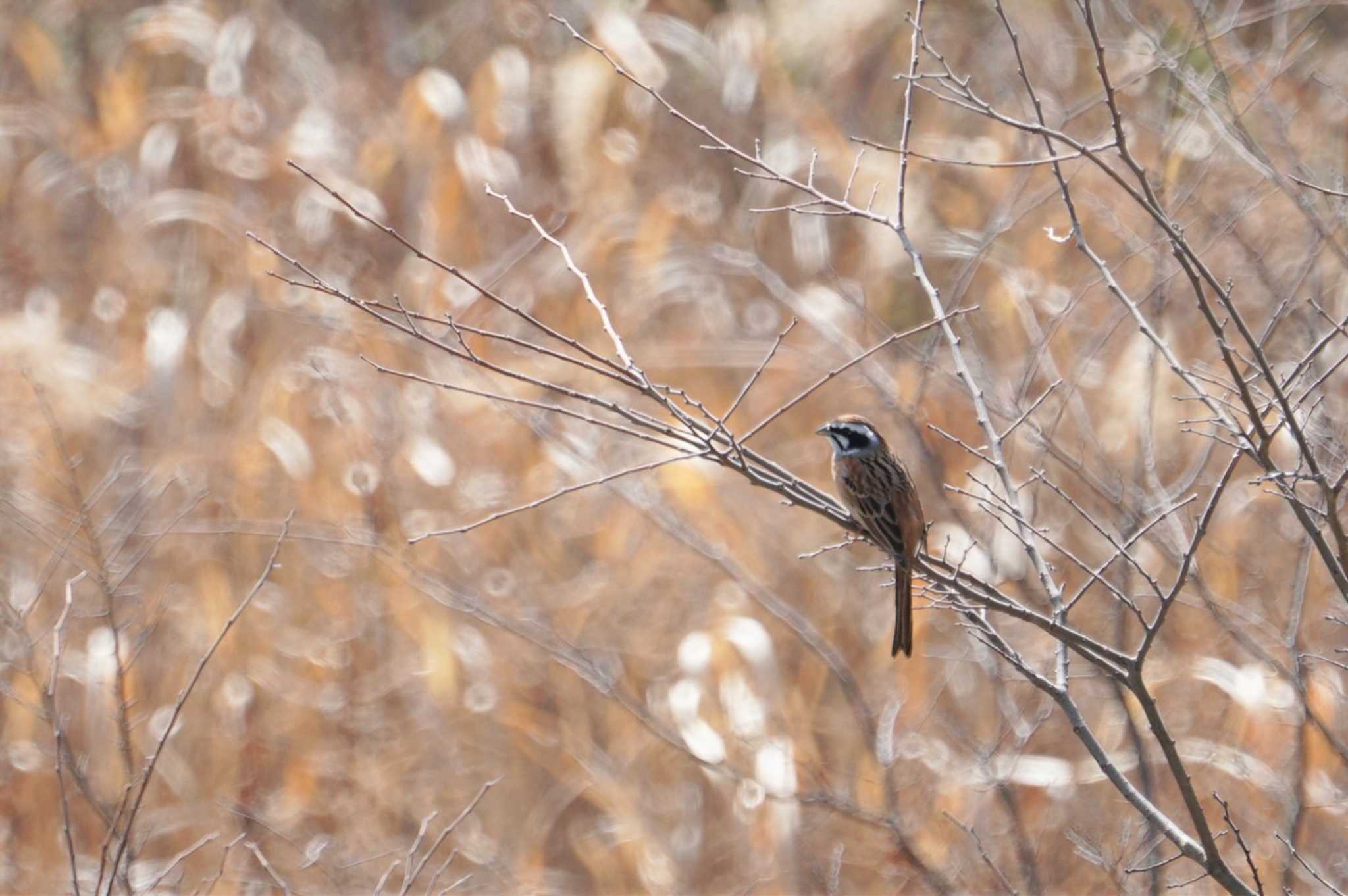 Meadow Bunting