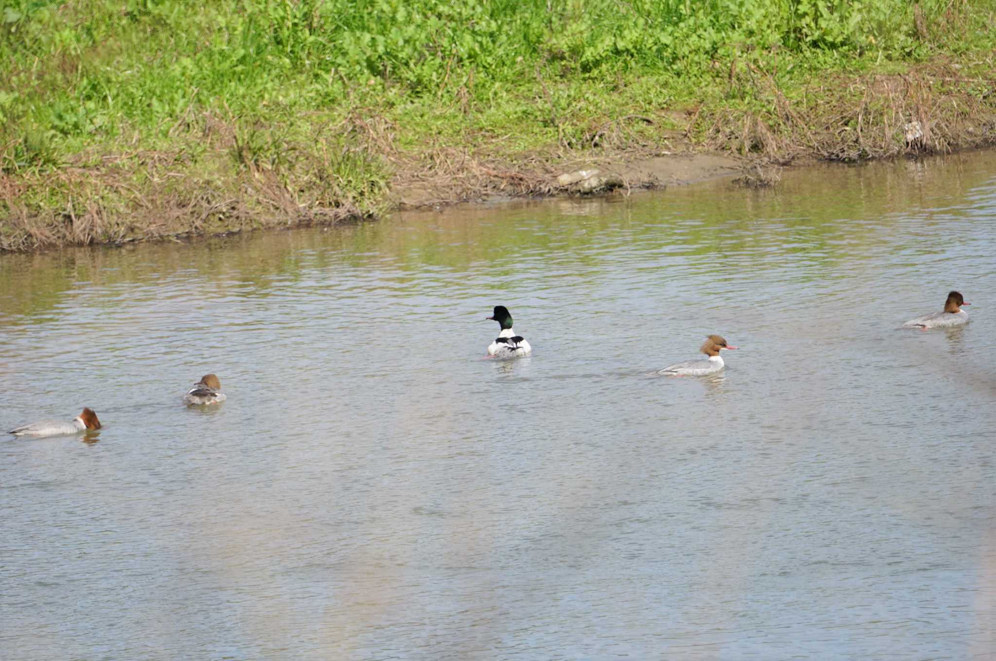 Common Merganser