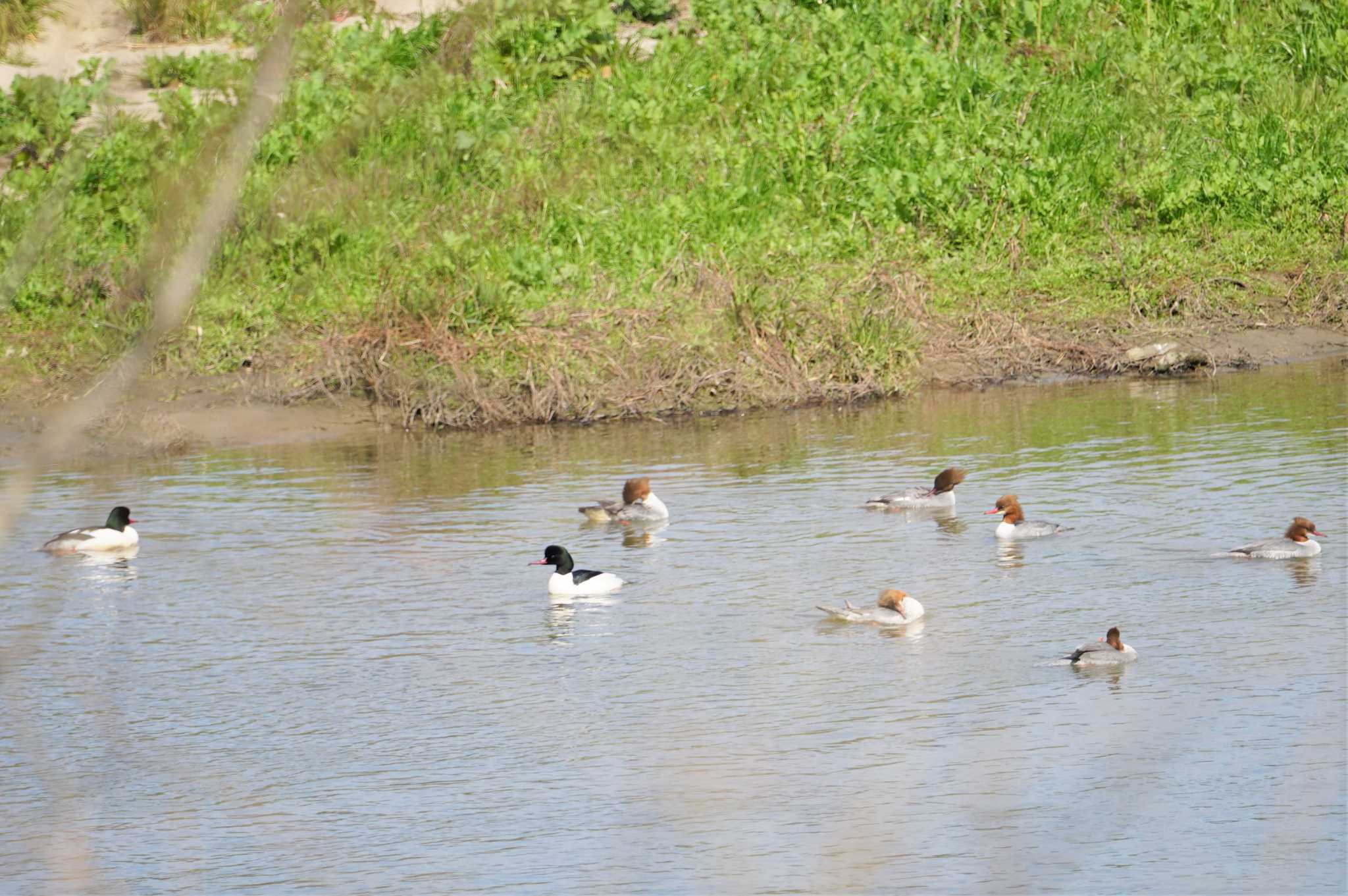 Photo of Common Merganser at 三川合流 by マル