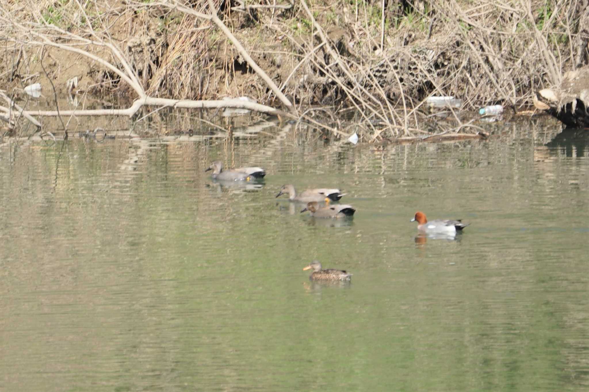 Gadwall