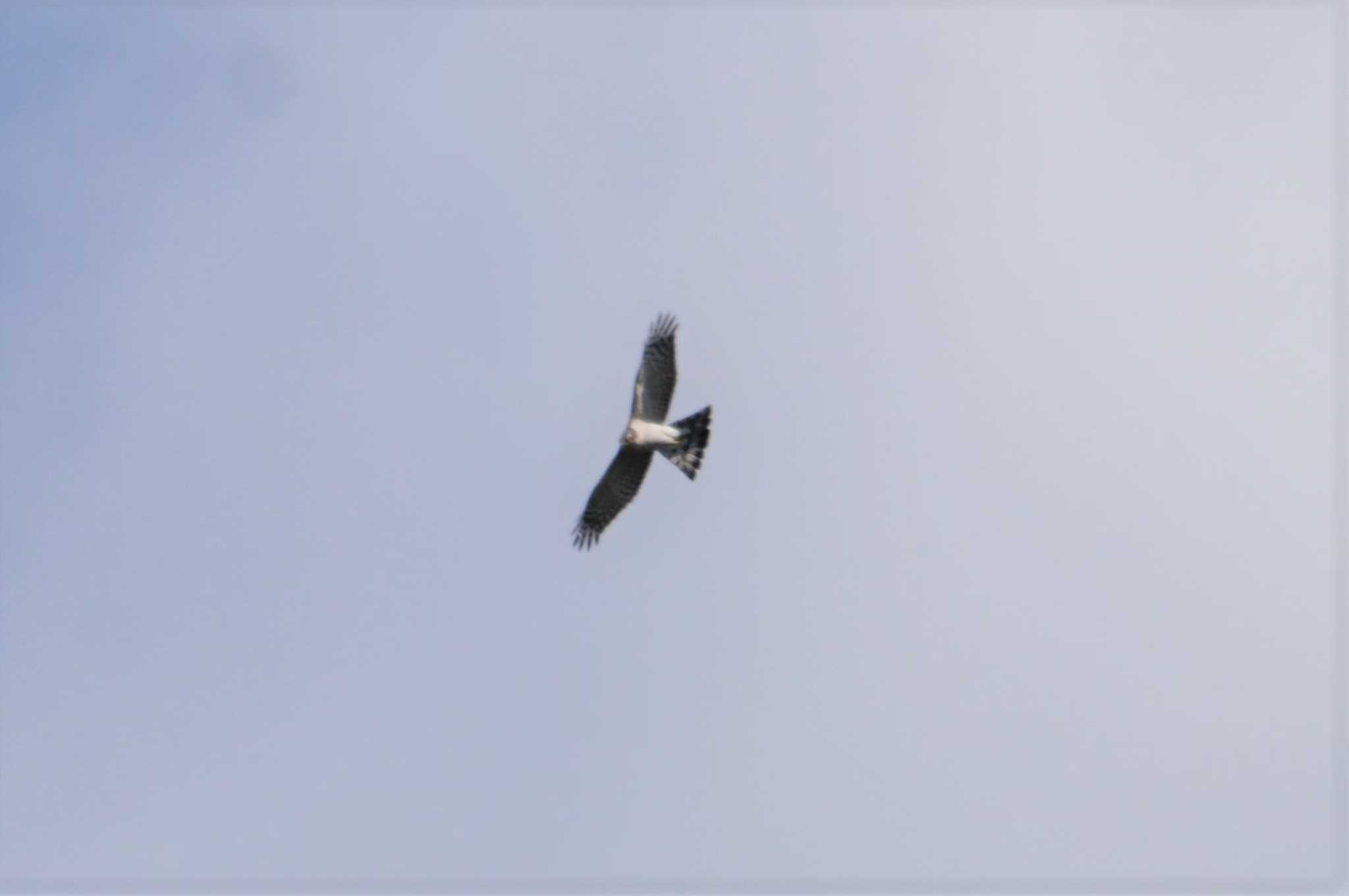 Photo of Eurasian Sparrowhawk at 三川合流 by マル