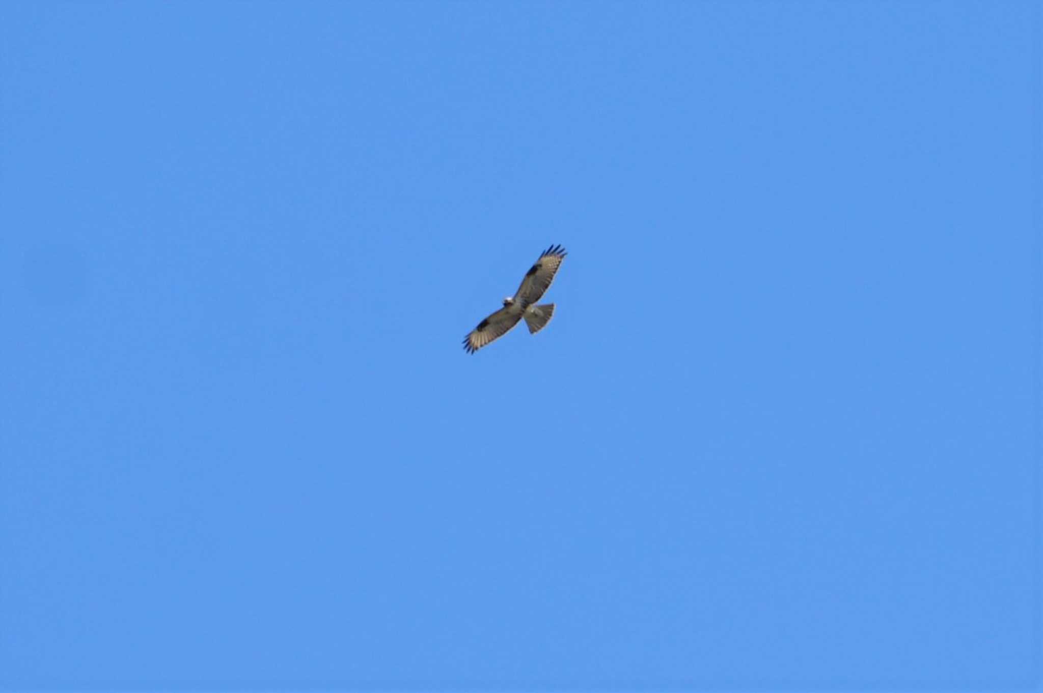 Photo of Eastern Buzzard at 三川合流 by マル