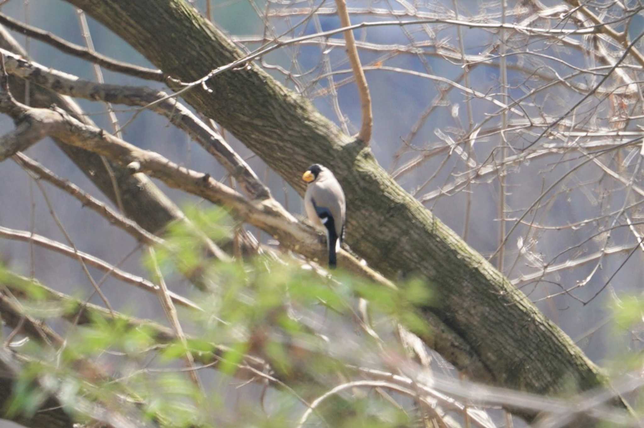 Japanese Grosbeak