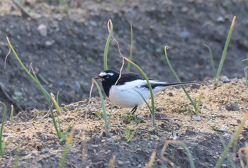 Japanese Wagtail Unknown Spots Unknown Date