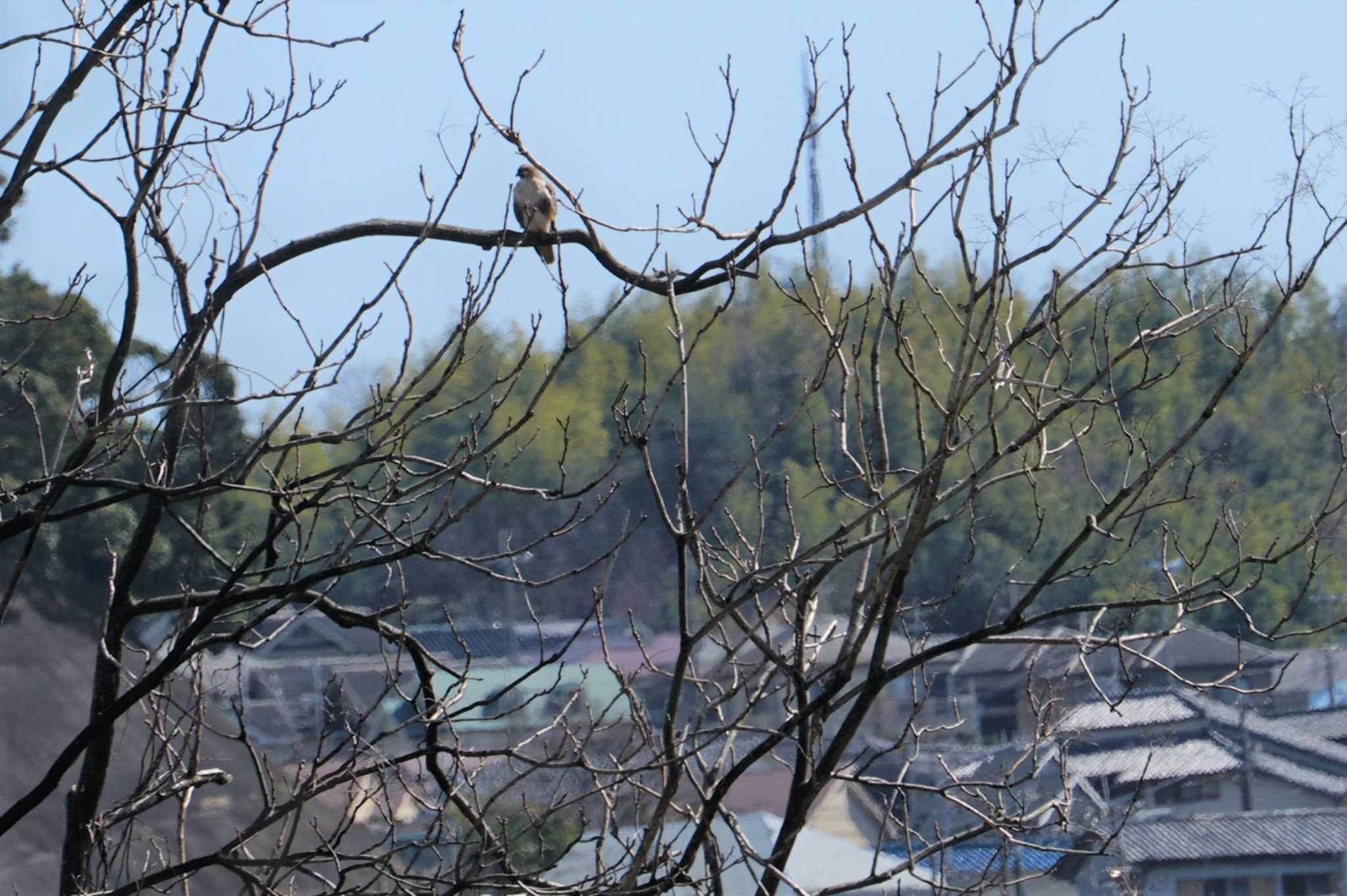 Eastern Buzzard