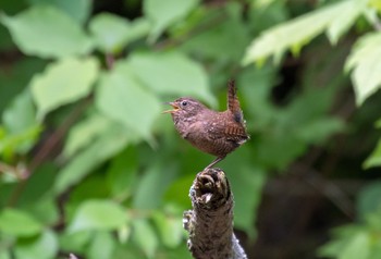 Eurasian Wren 奥日光(戦場ヶ原,湯滝) Mon, 6/17/2019