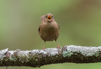 Eurasian Wren 奥日光(戦場ヶ原,湯滝) Mon, 6/17/2019