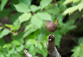 Eurasian Wren 奥日光(戦場ヶ原,湯滝) Mon, 6/17/2019