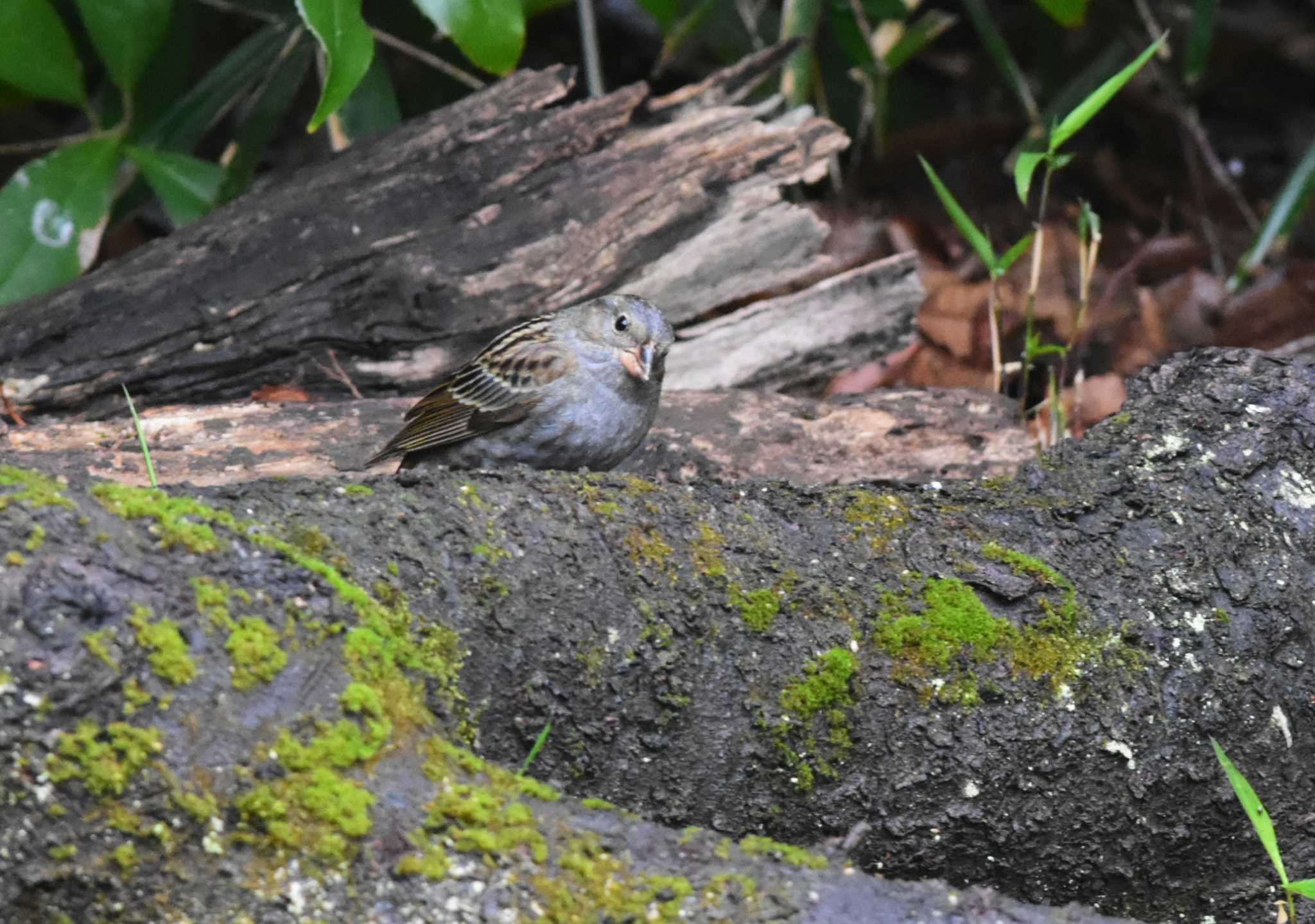 光が丘公園 クロジの写真 by お気楽探鳥家