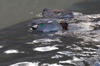 Eurasian Teal Unknown Spots Unknown Date