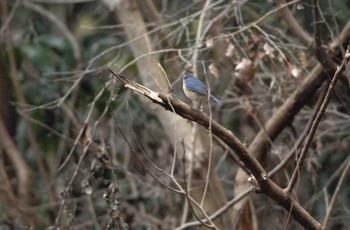 Red-flanked Bluetail 日影林道 Sun, 1/12/2020