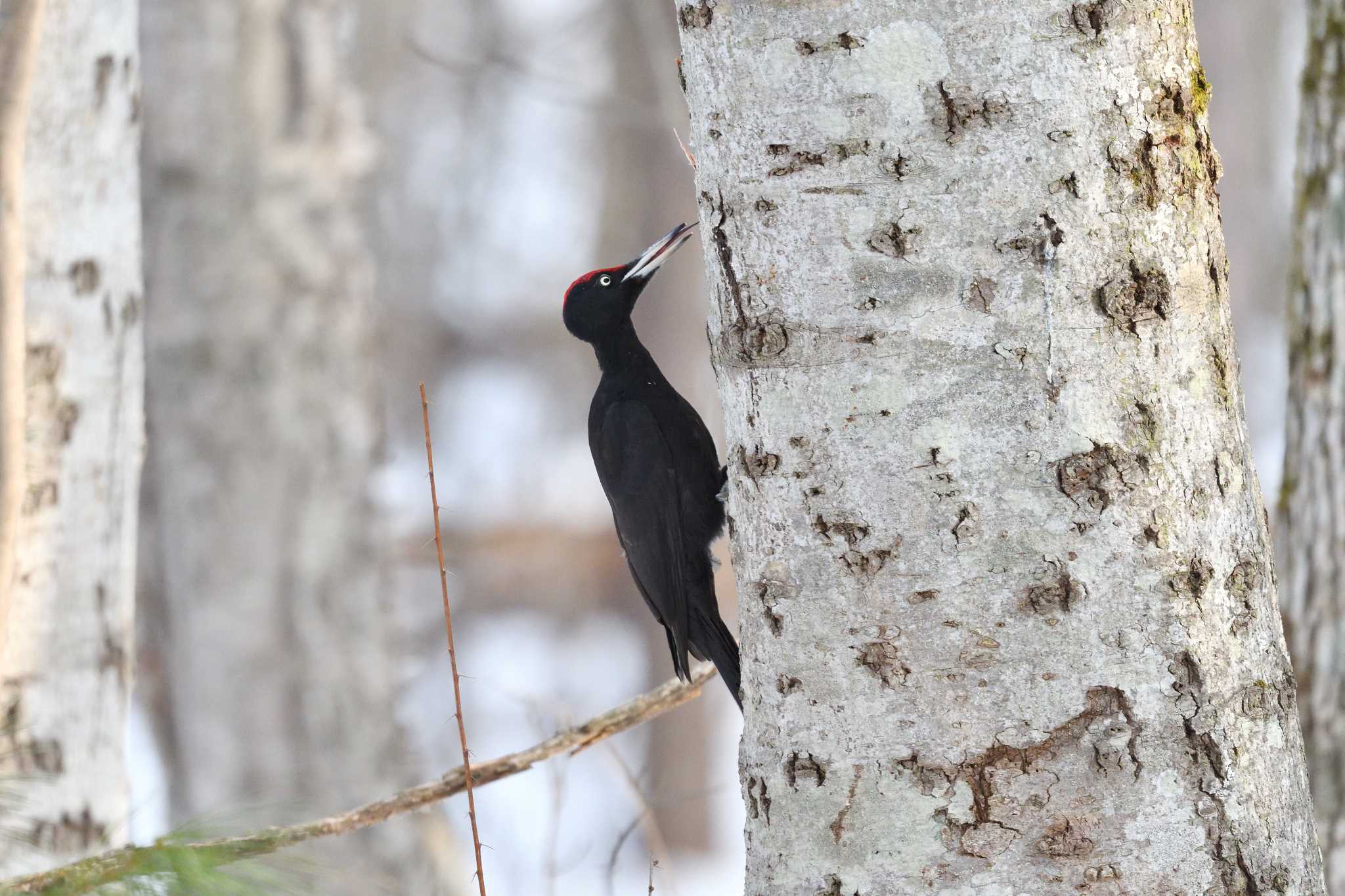 Photo of Black Woodpecker at Tomakomai Experimental Forest by mike2475