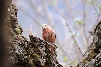 Pallas's Rosefinch Saitama Prefecture Forest Park Sun, 2/23/2020