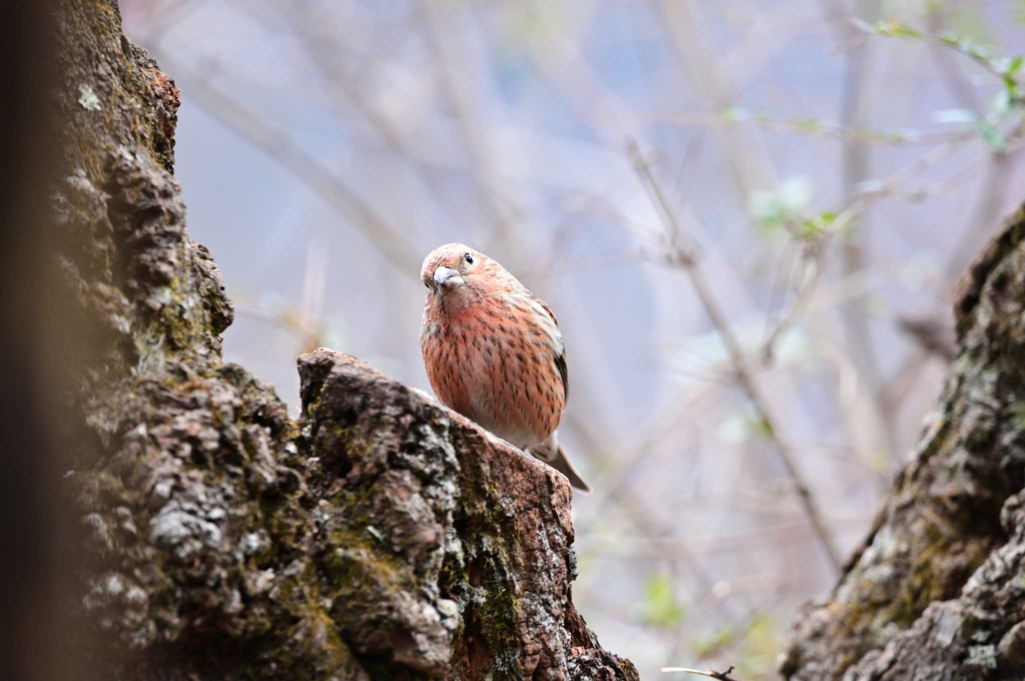 Pallas's Rosefinch