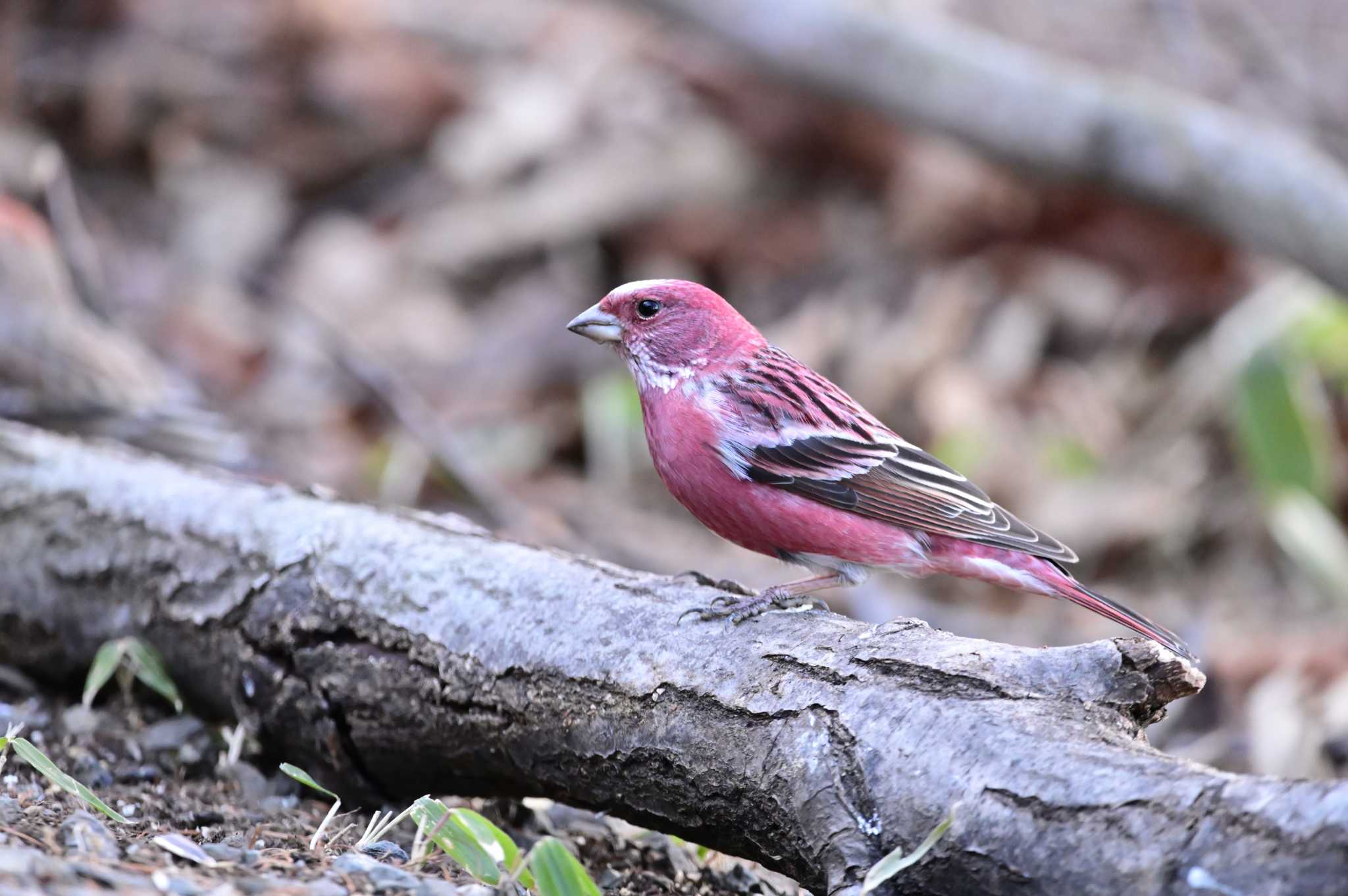 Pallas's Rosefinch