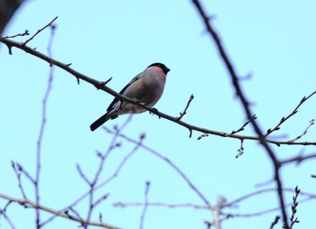 ウソ 権現山(弘法山公園) 2020年1月13日(月)