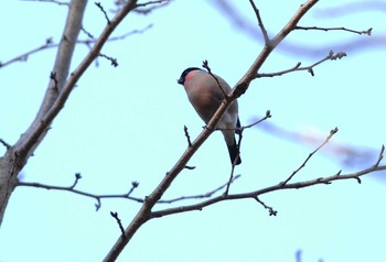 Eurasian Bullfinch 権現山(弘法山公園) Mon, 1/13/2020