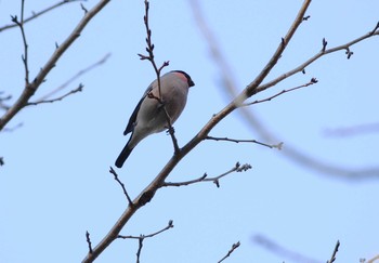 Eurasian Bullfinch 権現山(弘法山公園) Mon, 1/13/2020