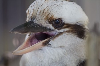 Laughing Kookaburra Unknown Spots Fri, 8/7/2015