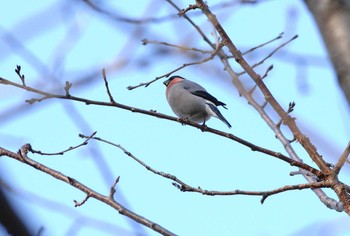 Eurasian Bullfinch 権現山(弘法山公園) Mon, 1/13/2020