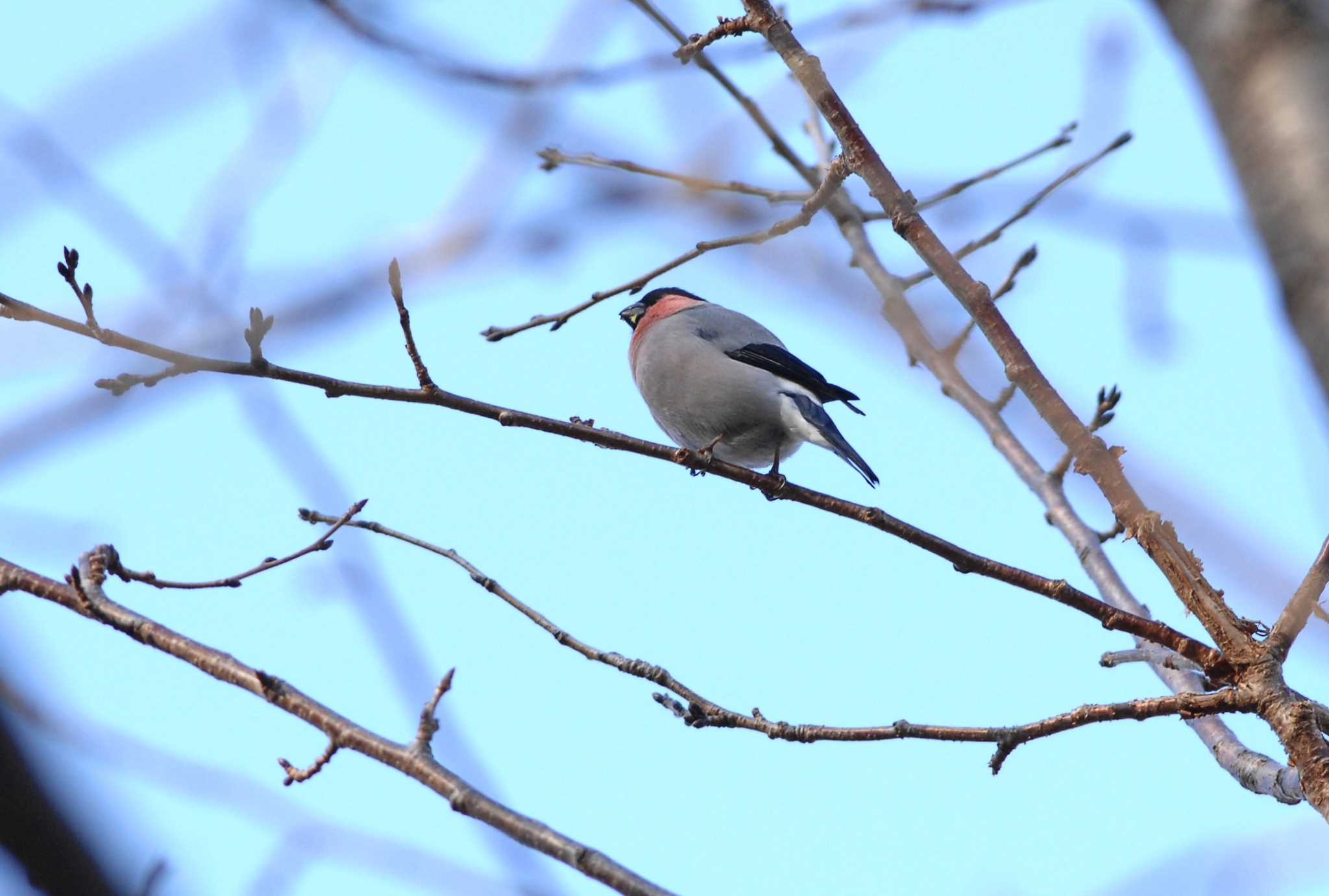 権現山(弘法山公園) ウソの写真 by お気楽探鳥家