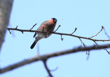 Eurasian Bullfinch 権現山(弘法山公園) Mon, 1/13/2020