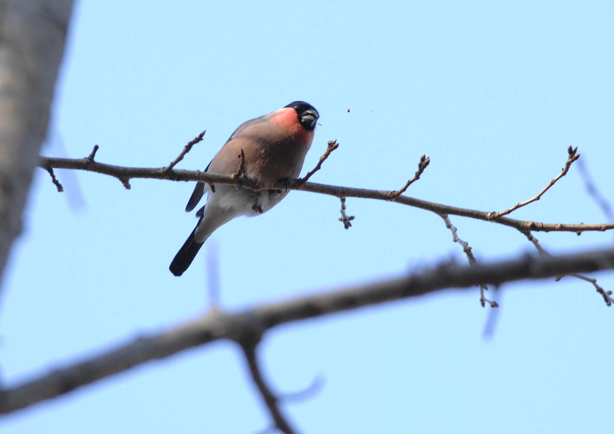 Photo of Eurasian Bullfinch at 権現山(弘法山公園) by お気楽探鳥家