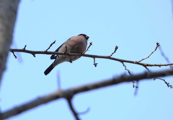 Eurasian Bullfinch 権現山(弘法山公園) Mon, 1/13/2020