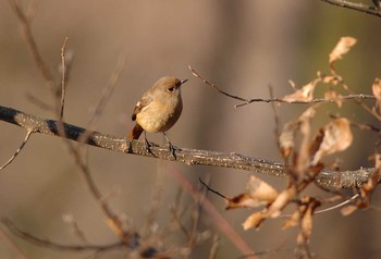 Daurian Redstart 権現山(弘法山公園) Mon, 1/13/2020