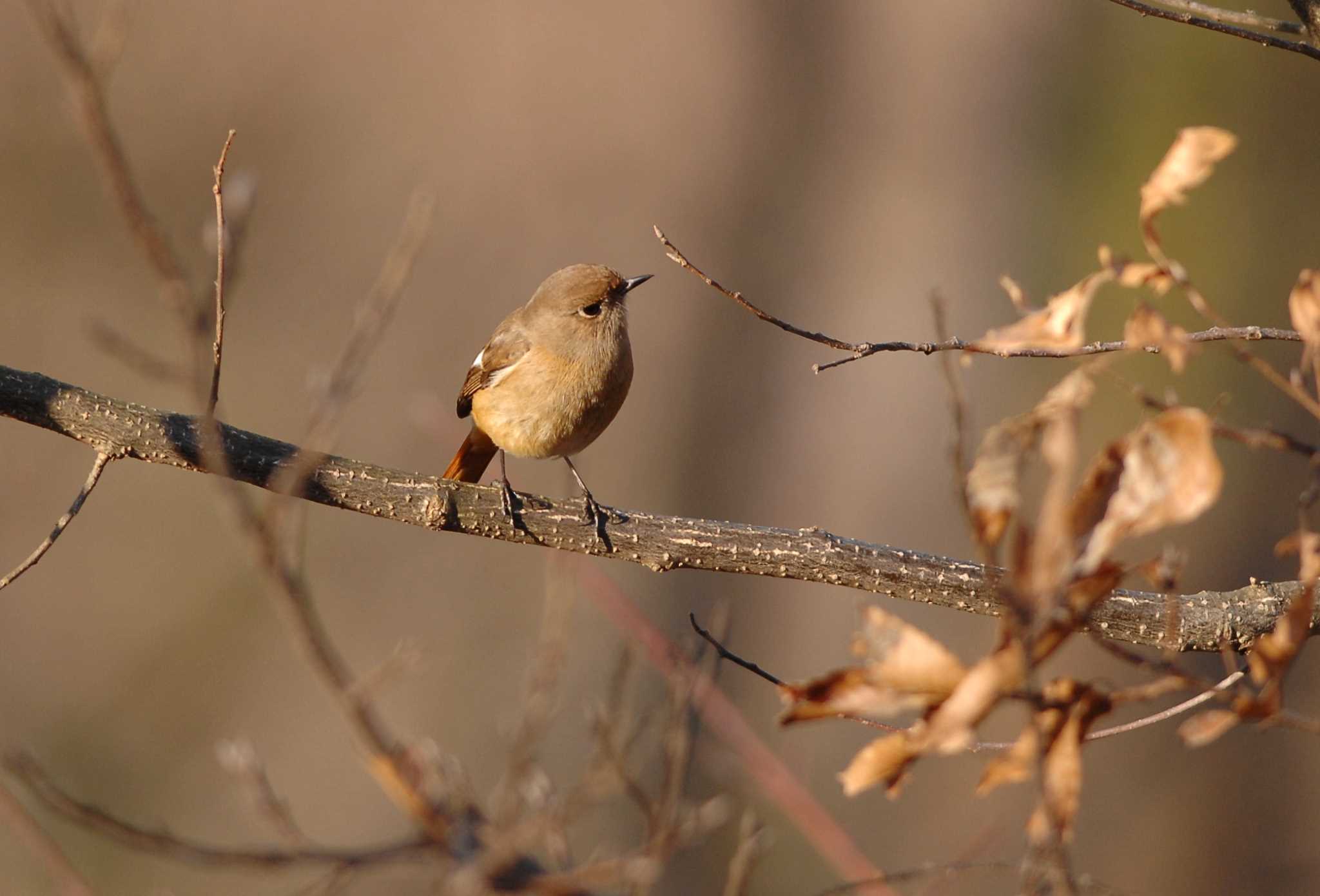 Photo of Daurian Redstart at 権現山(弘法山公園) by お気楽探鳥家