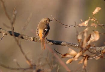 Daurian Redstart 権現山(弘法山公園) Mon, 1/13/2020