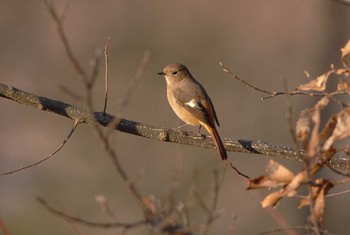 ジョウビタキ 権現山(弘法山公園) 2020年1月13日(月)