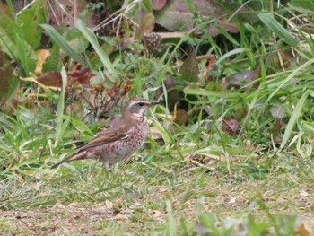 Naumann's Thrush Nogawa Sat, 2/6/2016