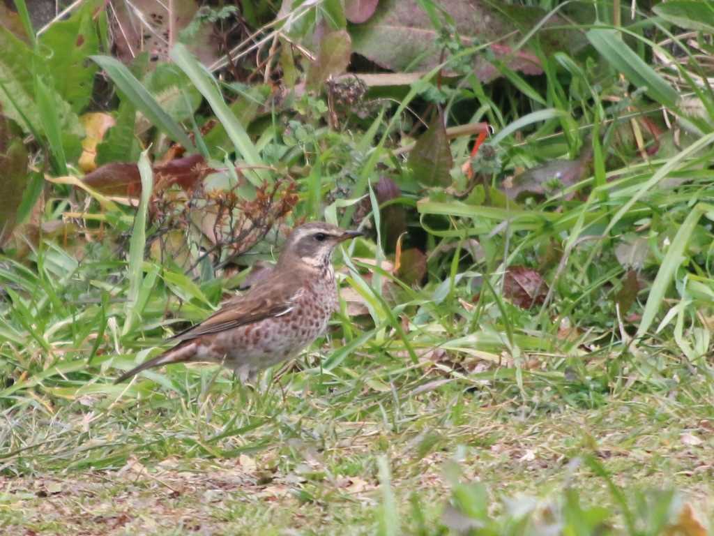 Photo of Naumann's Thrush at Nogawa by モカ