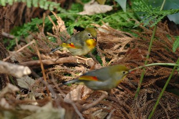 Red-billed Leiothrix Yatoyama Park Thu, 1/2/2020